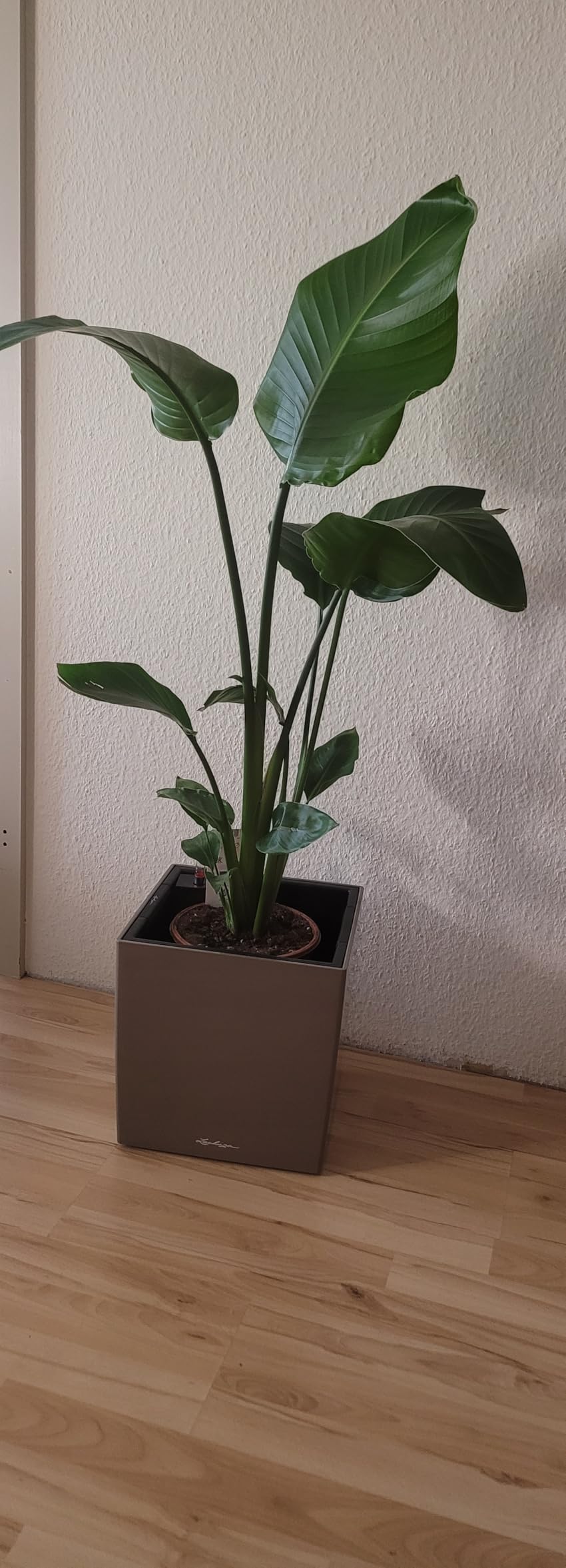 Lechuza Cube 30 Blumentopf Taupe Hochglanz mit Bewässerung
