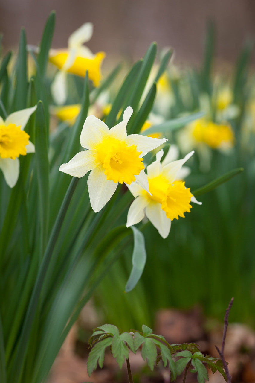 Sarah Raven Bulbs Blumenzwiebeln Schatten 120 Stück naturalisierend