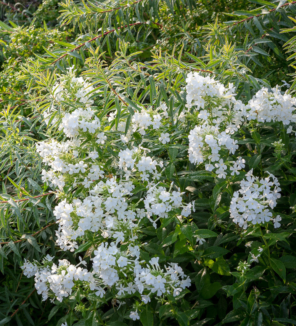 Sarah Raven Phlox paniculata David Flammenblume 3x9cm weiß