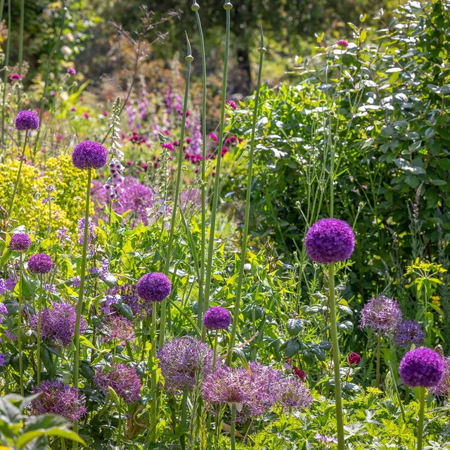 Sarah Raven Bulbs Perfect Border Allium Blumenzwiebeln 25 Stk