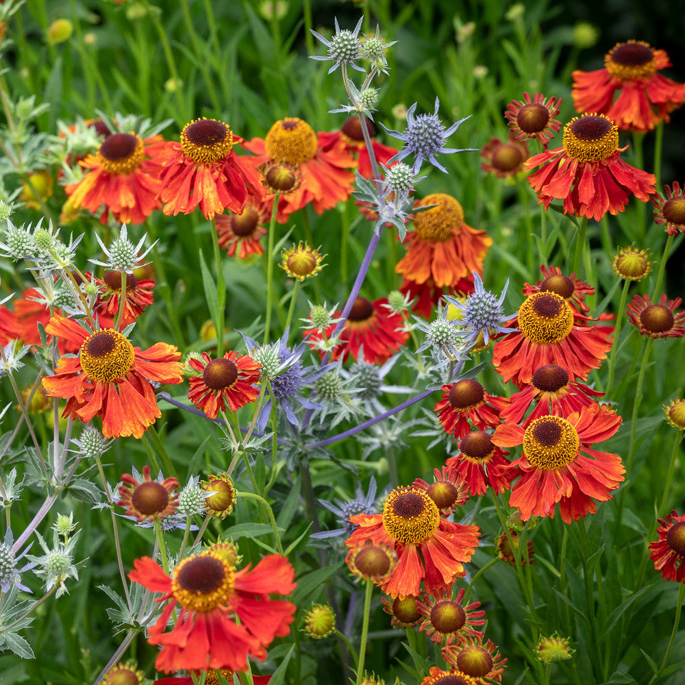 Sarah Raven Plants Moerheim Beauty Sonnenbraut 3x9cm Orange