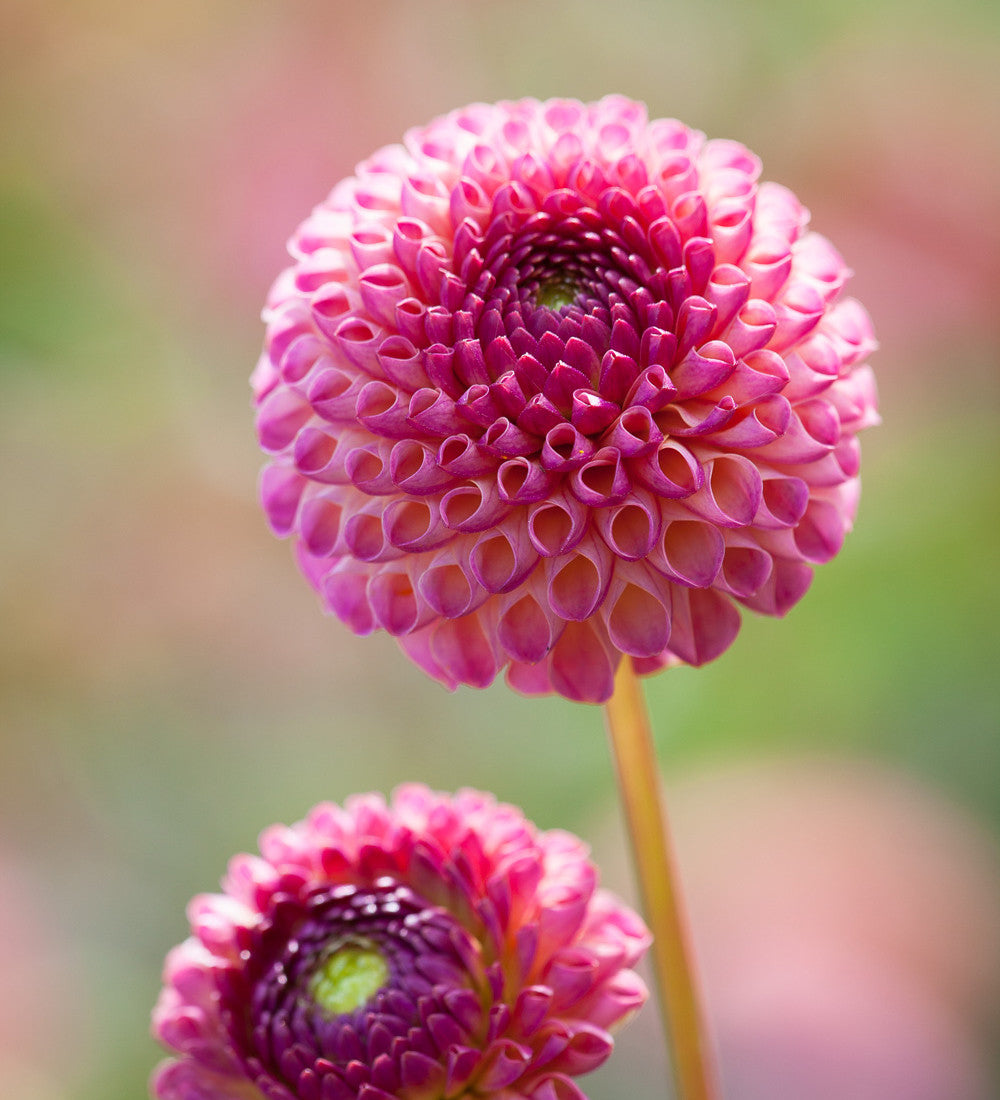Sarah Raven Dahlien Kollektion Blumenzwiebeln 9 Knollen mix