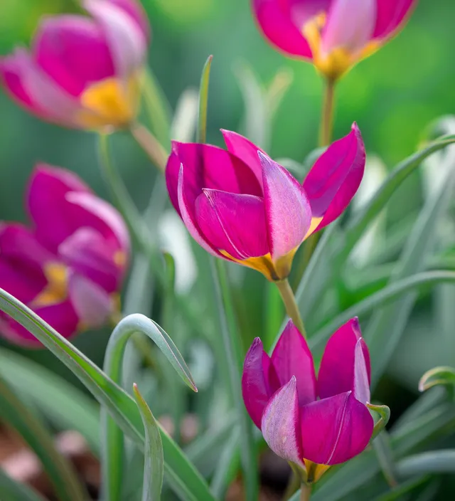 Sarah Raven Bulbs Tulip humilis Persian Pearl Blumenzwiebeln 25 Stück