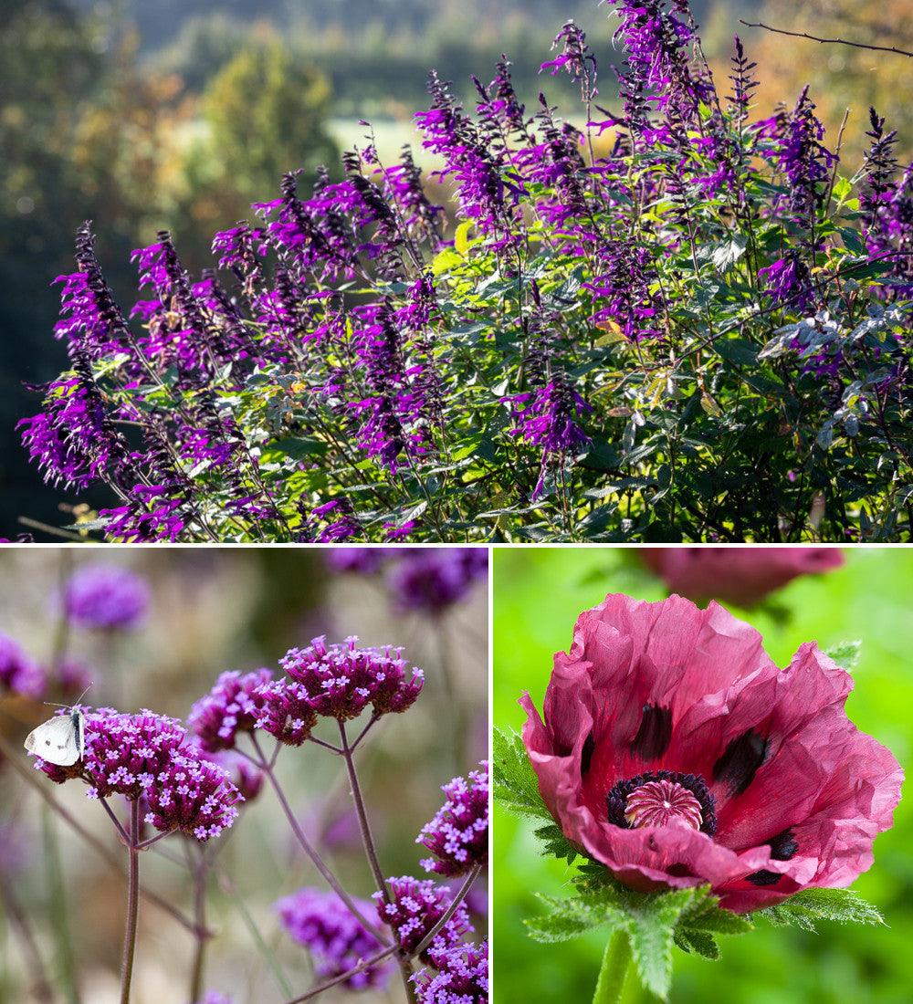 Sarah Raven Plants Sarahs Rich Border Collection Pflanzen 18x9cm dunkel