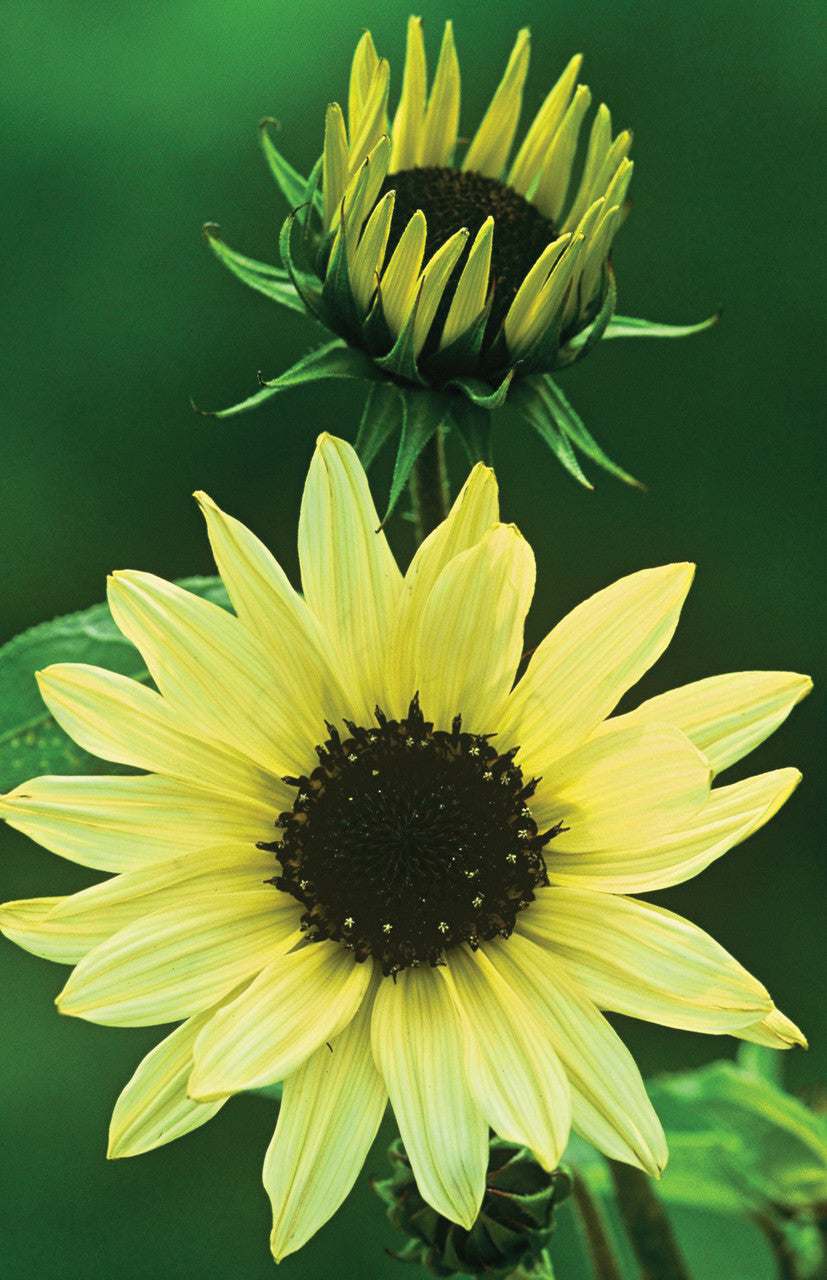 Sarah Raven Sonnenblumen Samen Kollektion 3 Tüten