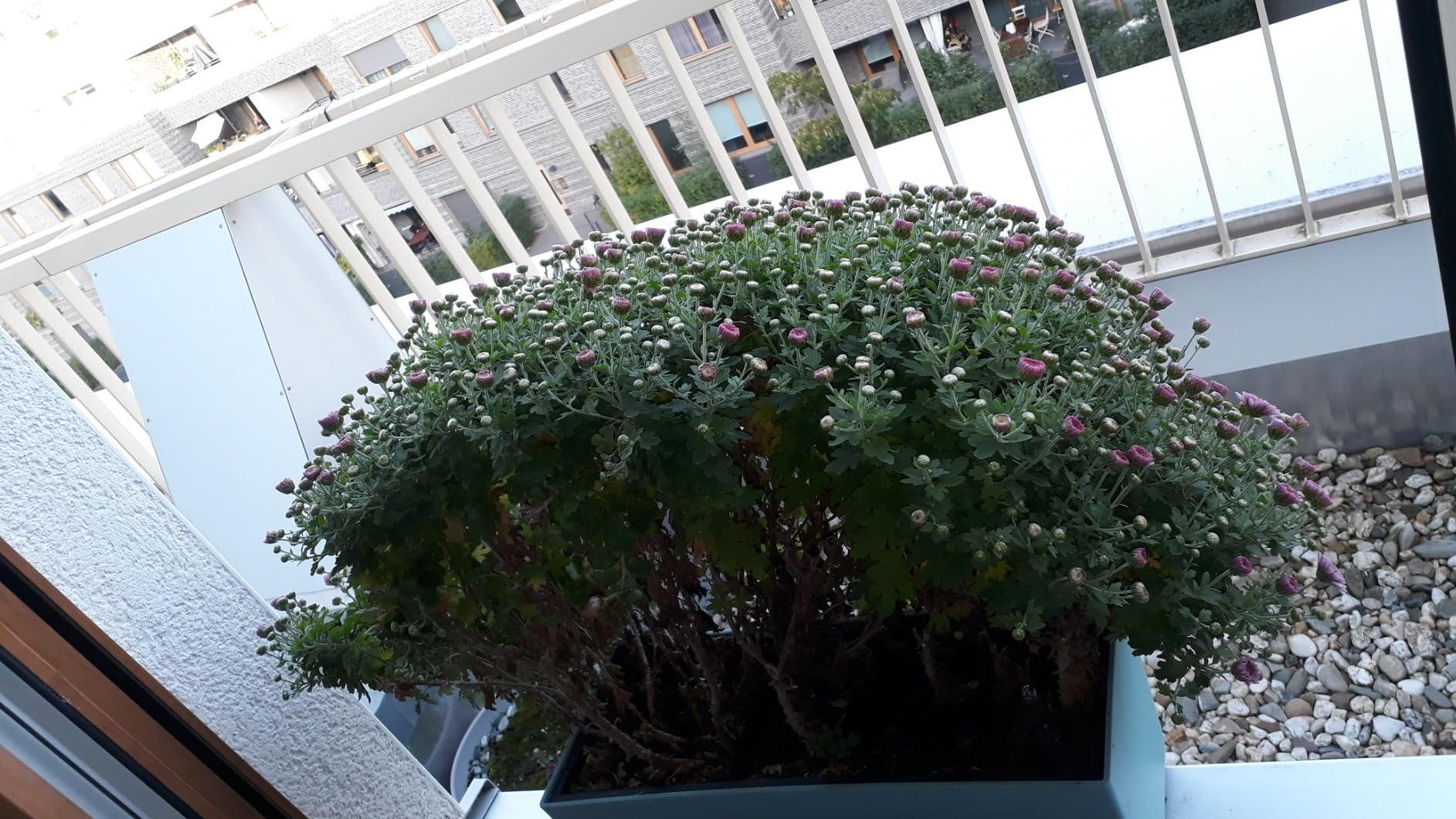 Lechuza Balconera Stone Pflanzkasten 50 cm steingrau Bewässerung
