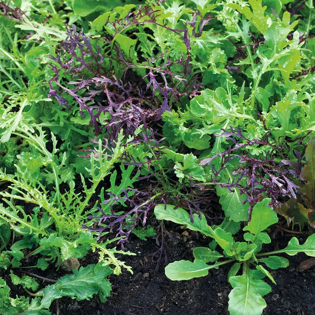 Sarah Raven Seeds Salad Leaf Autumn Winter Mix Samen 500 Samen winterhart