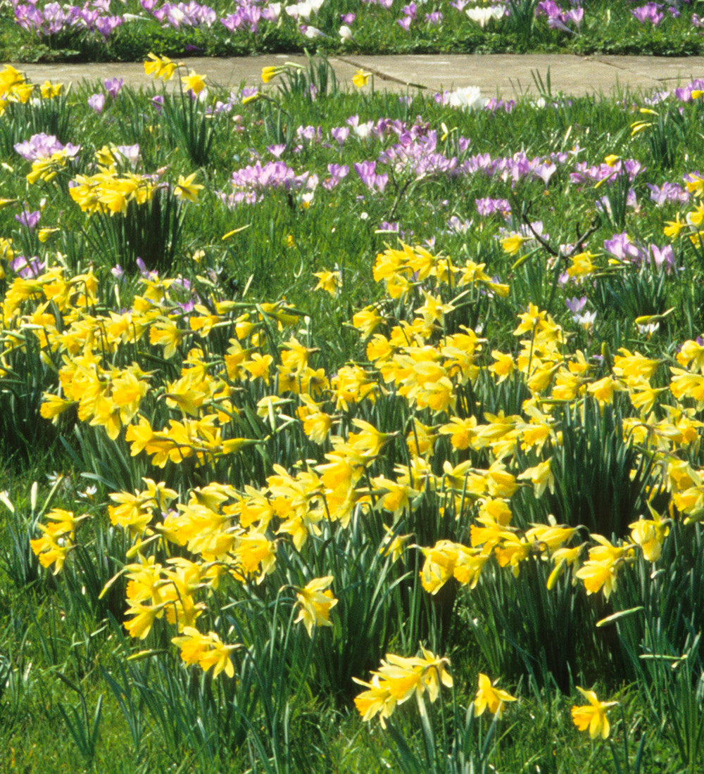 Sarah Raven Narcissus obvallaris Blumenzwiebeln 15 Stück gelb
