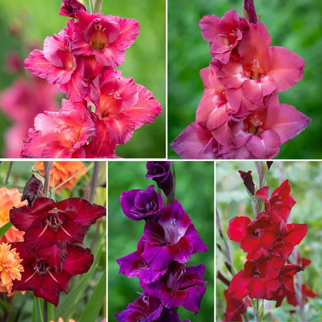 Sarah Raven Bulbs Dark Rich Gladiolen Kollektion 50 Knollen