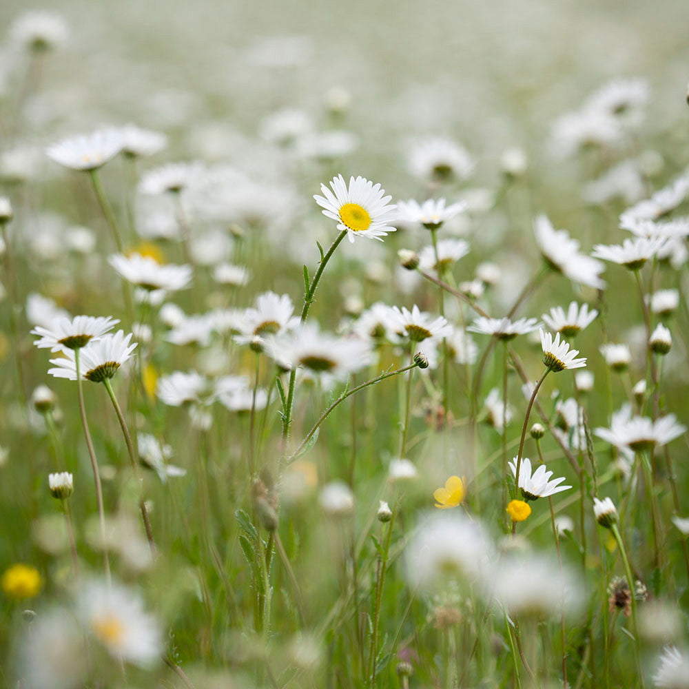 Sarah Raven Leucanthemum vulgare Samen 750 Stück Wiese