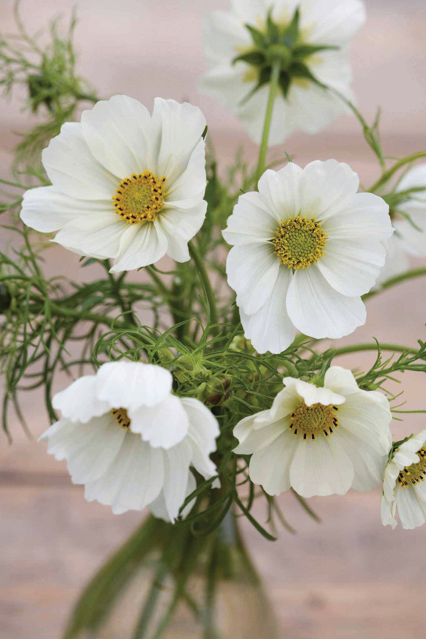 Sarah Raven Plants White Pot Collection Pflanzen 6x9cm Topf Weiß
