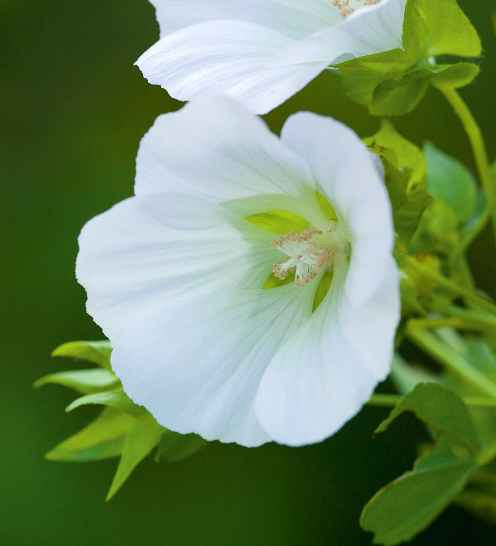 Sarah Raven Seeds Malope trifida Alba Samen 500 weiß