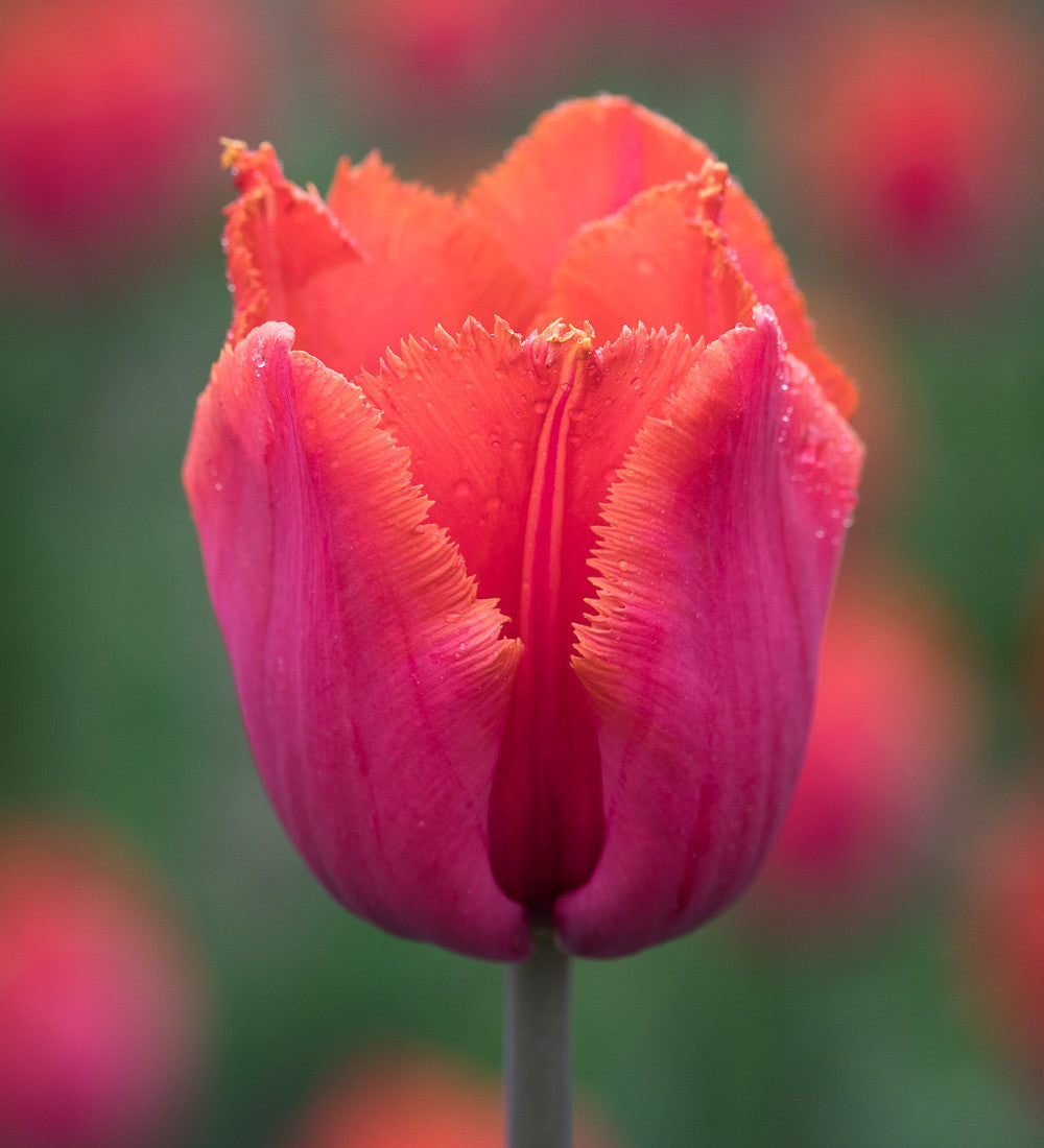 Sarah Raven Tulpen Attila Louvre Mix Zwiebel 30 Stück rot orange