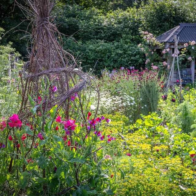 Sarah Raven Plants Sweet Pea Kollektion Jungpflanzen 16 Stück bunt