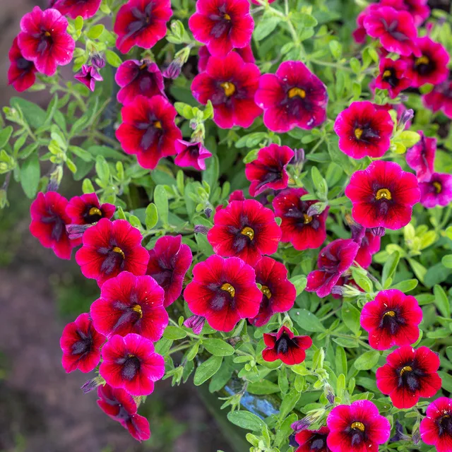 Sarah Raven Plants Calibrachoa Superbells Topfpflanze 3x9cm rot