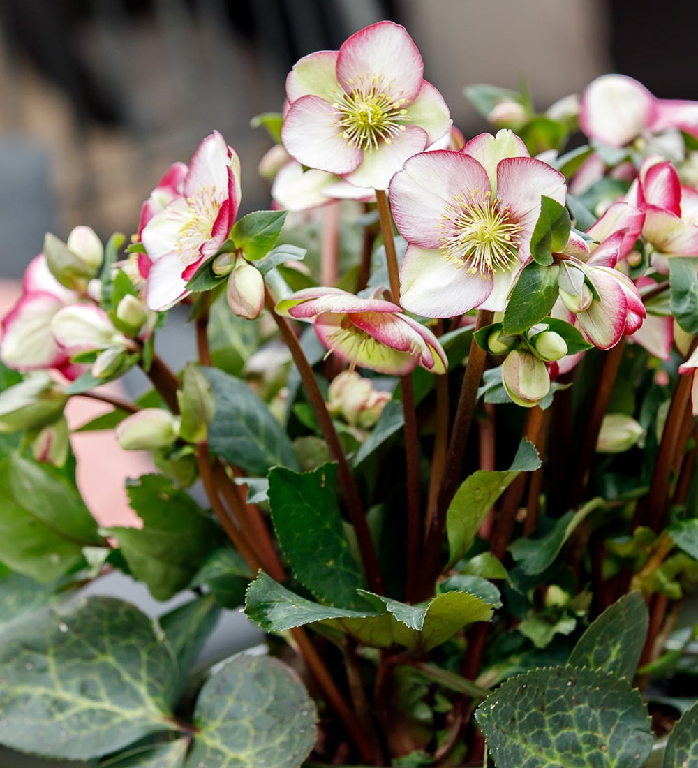 Sarah Raven Plants Helleborus Magico Christrose 2L Topf Winterblüte