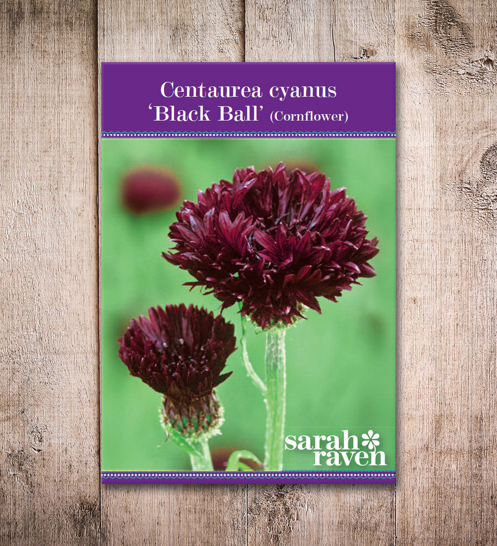 Sarah Raven Centaurea Black Ball Samen 300 Samen dunkelrot