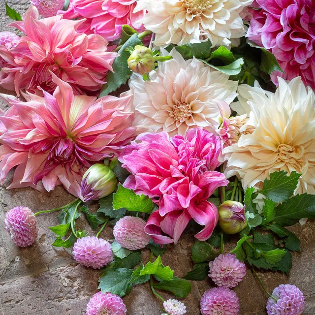 Sarah Raven Bulbs Sugared Almond Dahlien-Knollen 4 Stück pastel