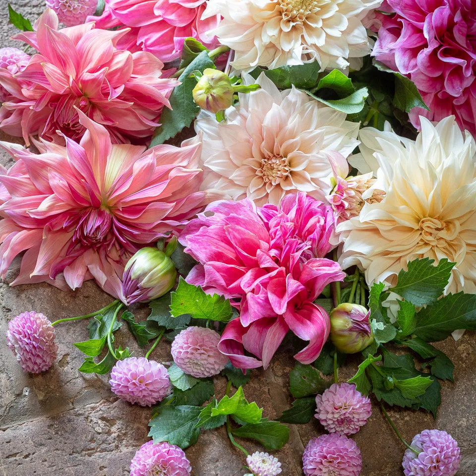 Sarah Raven Bulbs Sugared Almond Dahlien-Knollen 4 Stück pastel