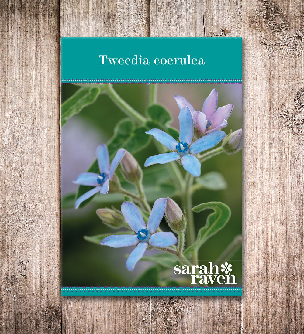 Sarah Raven Seeds Tweedia coerulea Samen 25 Samen blau