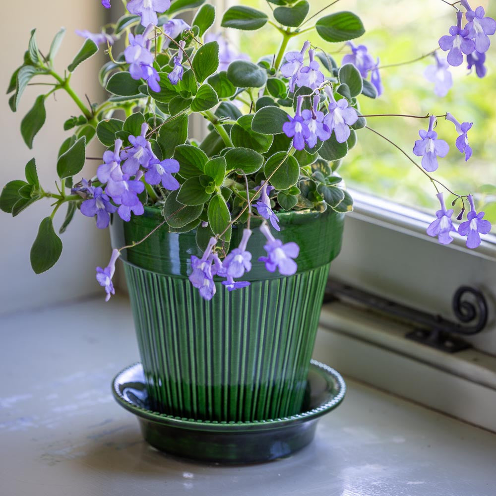 Sarah Raven Glazed Pot Pflanztopf mit Untersetzer Klein grün 14cm