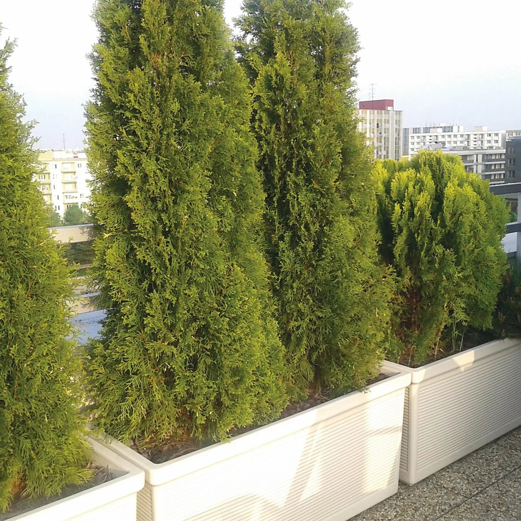 Serralunga Planters Millerighe Pflanztopf Anthrazit 50 cm