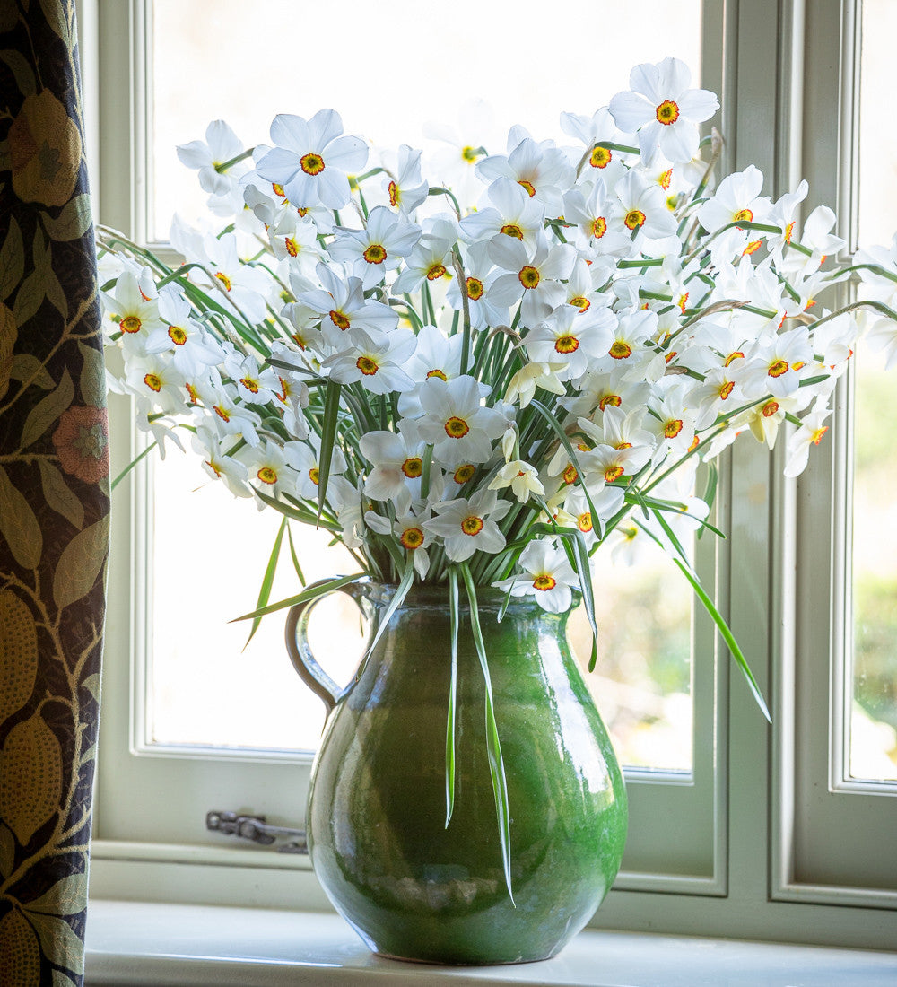 Sarah Raven Bulbs Narcissus Actaea Blumenzwiebeln 15 Stk Duft