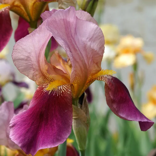 Sarah Raven Iris germanica Salonique Rhizom Lila-Rosa 3 Stück