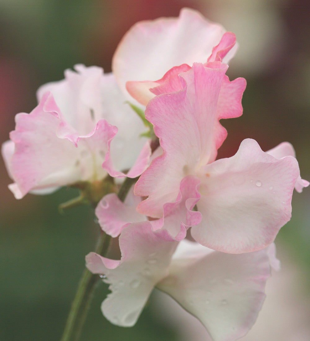 Sarah Raven Seeds Aegean Summer Sweet Pea Samen 20 duftend
