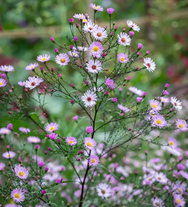Sarah Raven Plants Aster Vasterival 3x9cm Töpfe Schnittblume