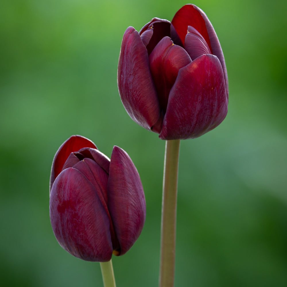 Sarah Raven Tulpe Dom Pedro Blumenzwiebeln Terracotta 10 Stück
