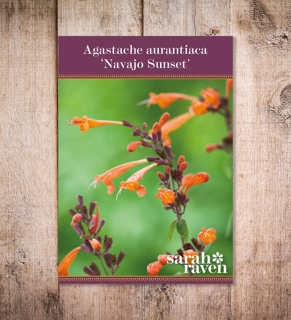 Sarah Raven Plants Agastache Navajo Sunset Samen 30 Samen bienenfreundlich