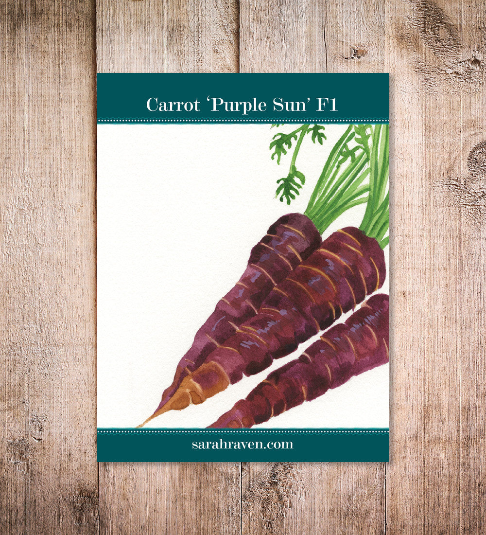 Sarah Raven Seeds Carrot Purple Sun F1 Karottensamen 350 Samen lila