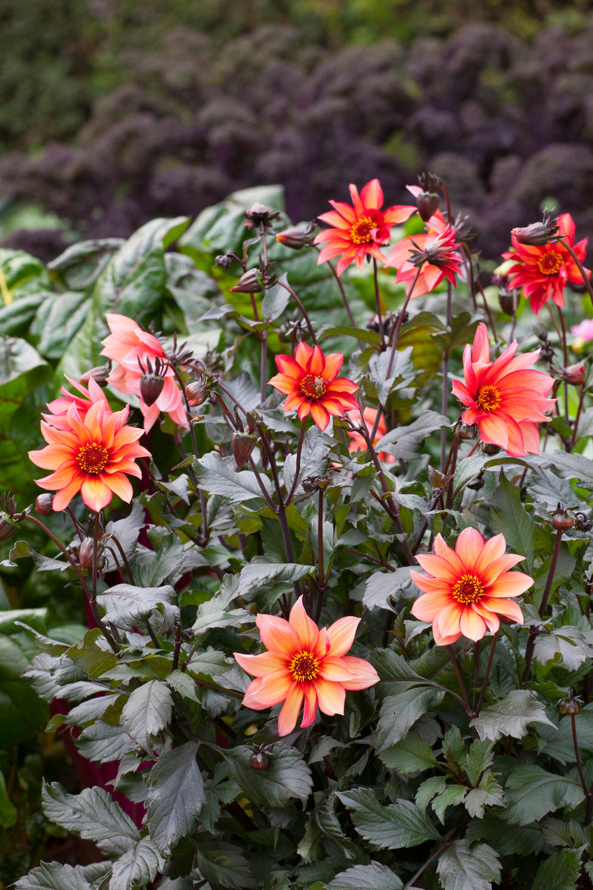 Sarah Raven Bulbs Dahlia Waltzing Mathilda Knolle 1 Knolle pfirsich