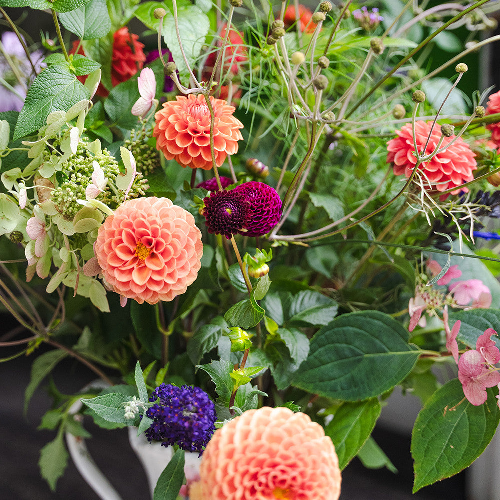 Sarah Raven Bulbs Butter Wakefield Dahlien Kollektion 4 Knollen mix