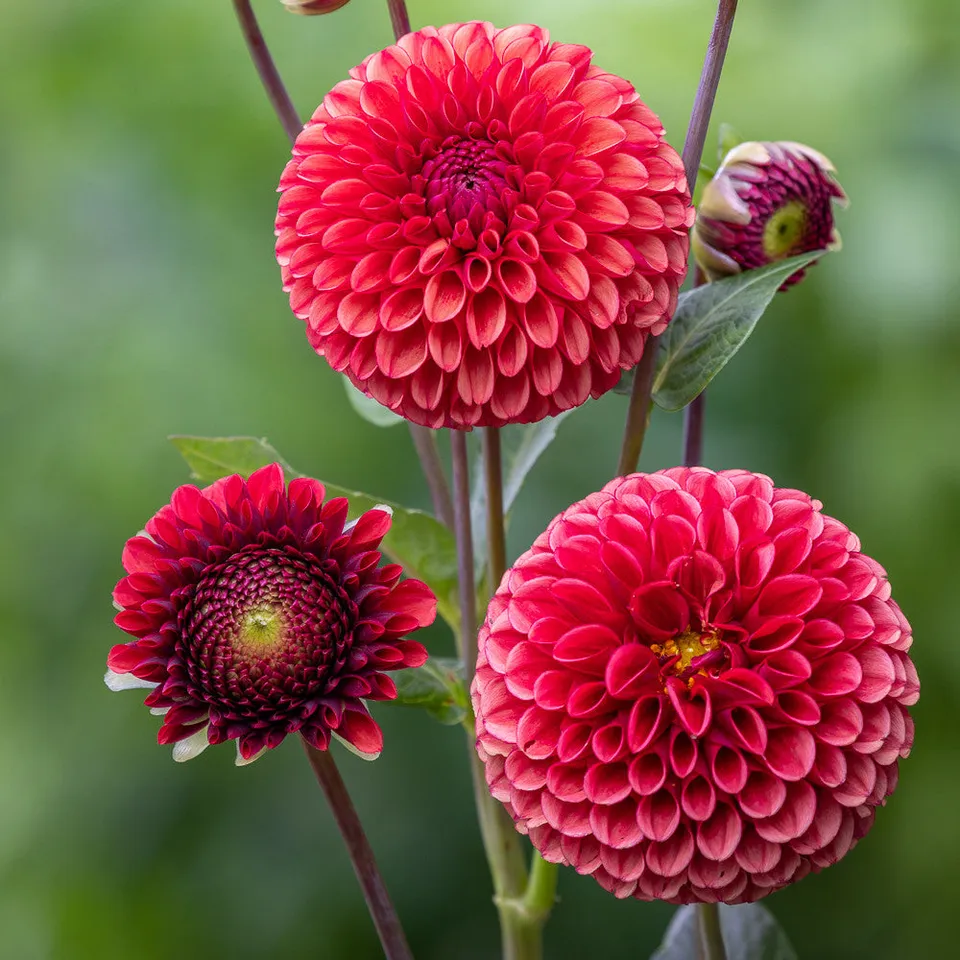 Sarah Raven Bulbs Dahlie Copper Boy Dahlienknolle 1 Knolle kupfer