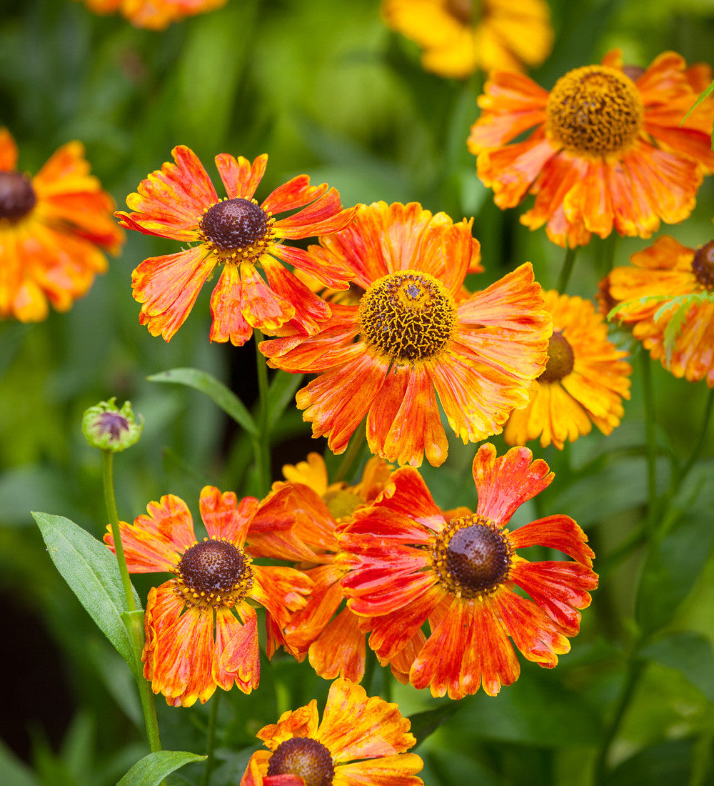 Sarah Raven Helenium Sahin's Early Flowerer Pflanze 3x9cm orange