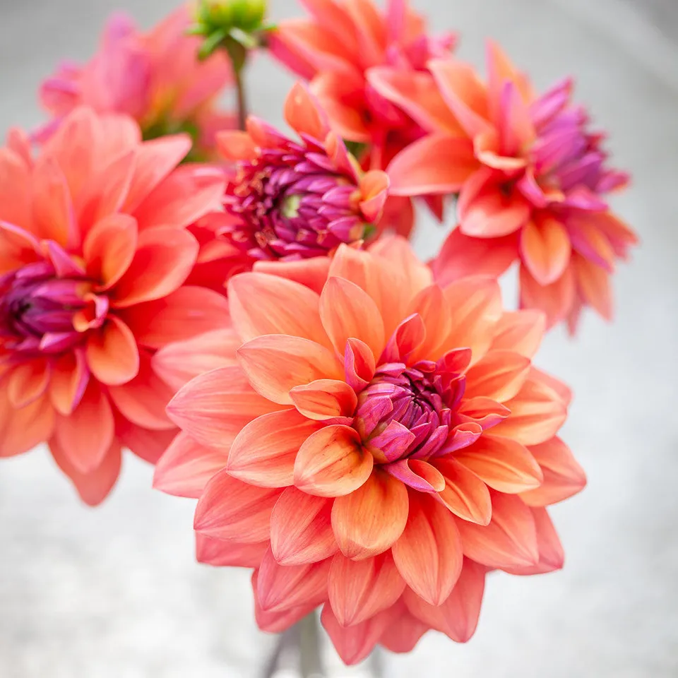 Sarah Raven Bulbs Dahlia American Dawn Knolle 1 Koralle Beetdahlie
