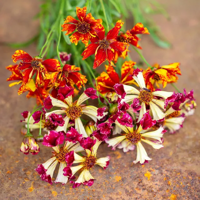 Sarah Raven Seeds Coreopsis Sea Shells Mix Samen 200 Korn Schnittblume
