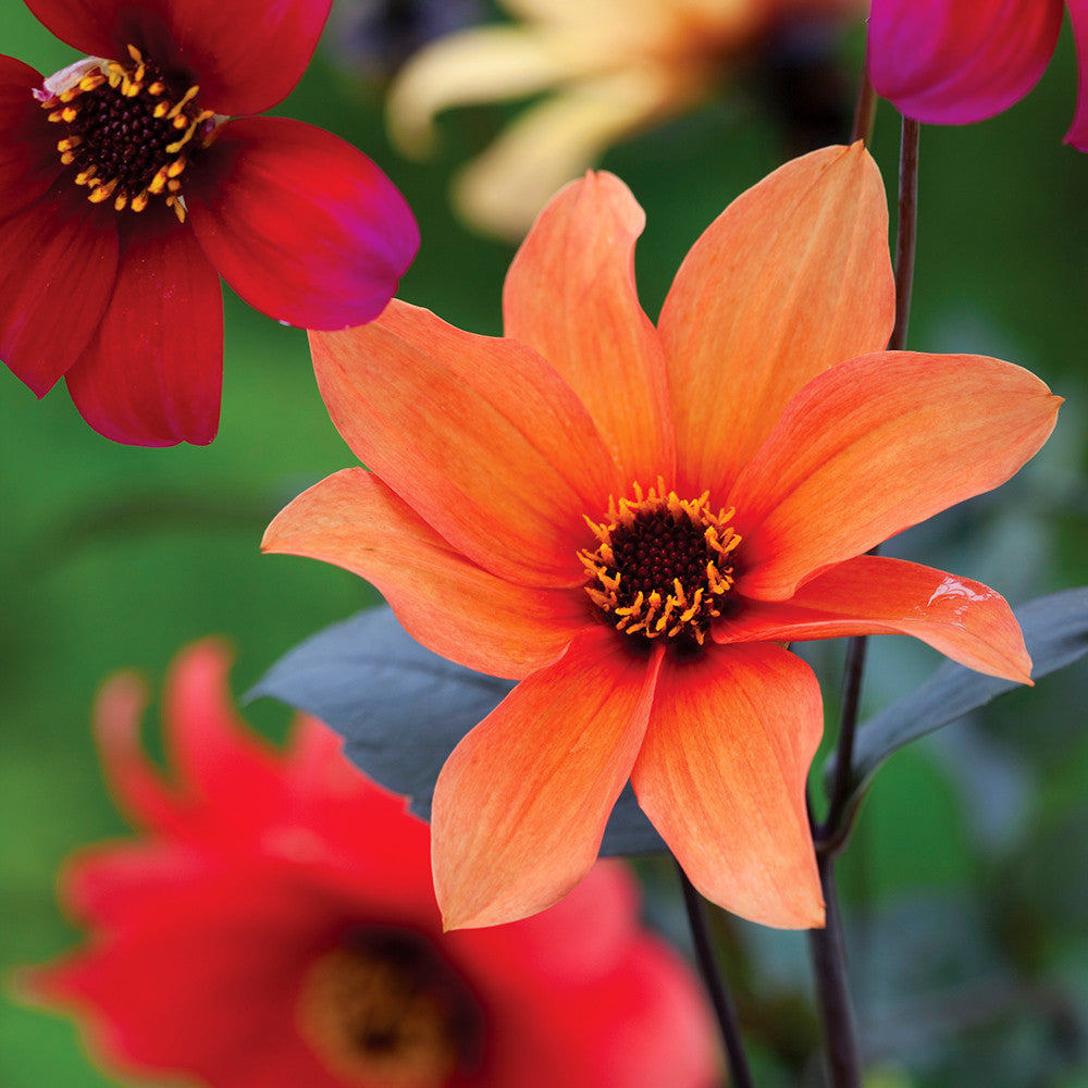 Sarah Raven Bulbs Dahlia Bishop's Children Blumensamen 30 Samen