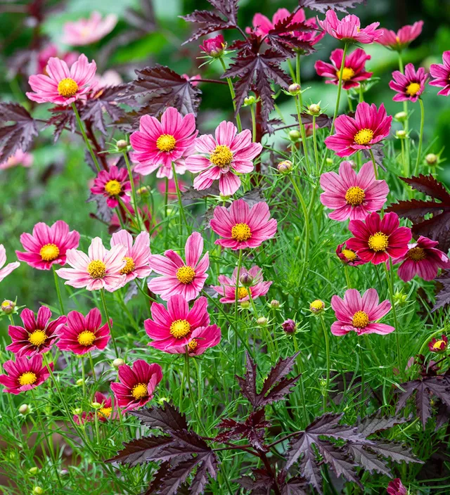 Sarah Raven Doorstep Duo Cosmos Samen 50 Samen Antiquity Xsenia