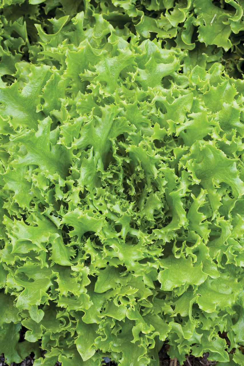 Sarah Raven Seeds Lettuce Best Winter Mix Salatsamen 300 Samen