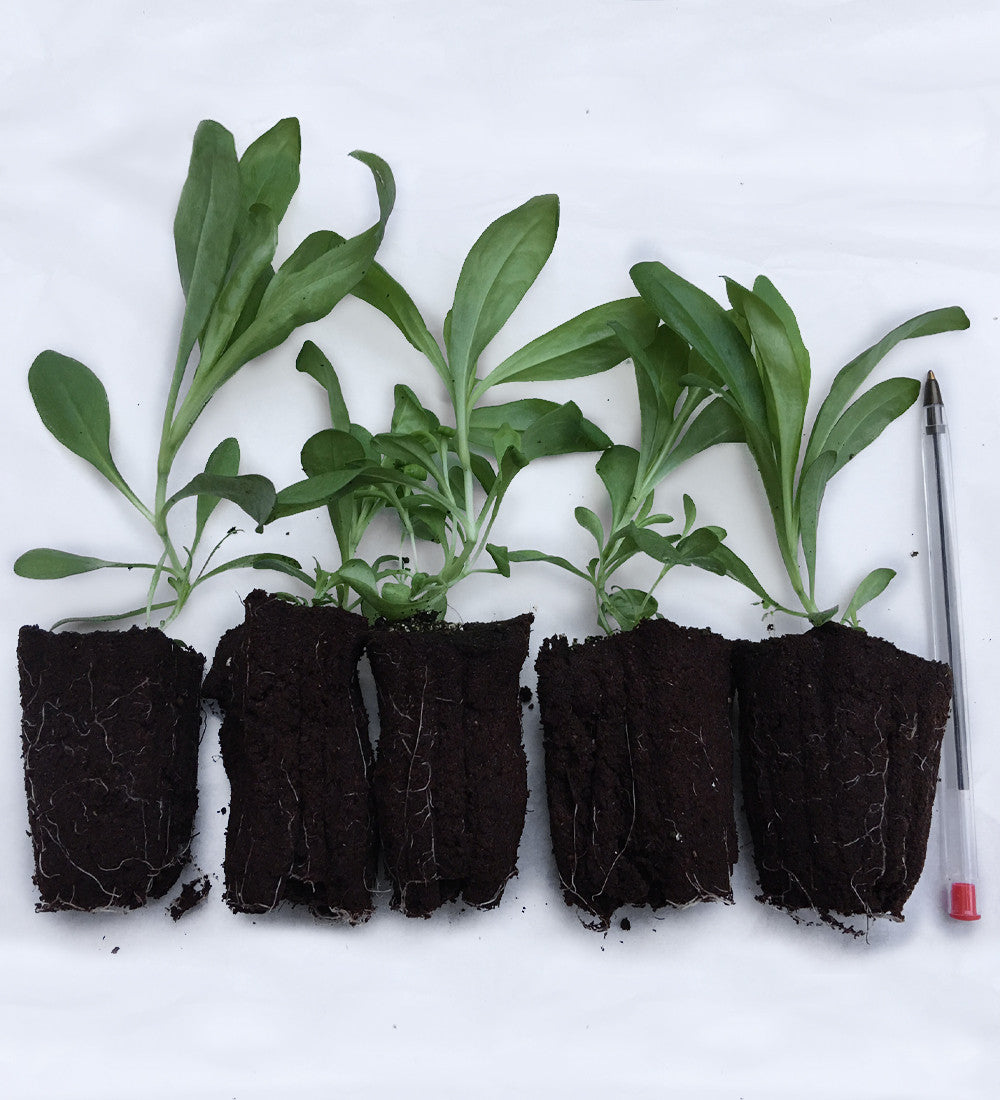 Sarah Raven Seeds Dianthus barbatus Electron Mix Bartnelkensamen 200 Samen
