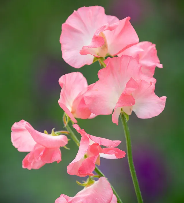 Sarah Raven Sweet Pea Princess Elizabeth Blumensamen 25 Samen rosa