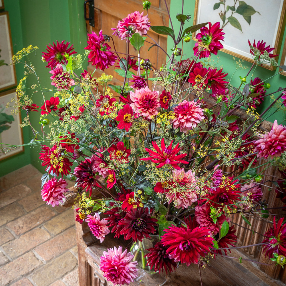 Sarah Raven Bulbs From Border to Vase Dahlien Knollen 5 Knollen