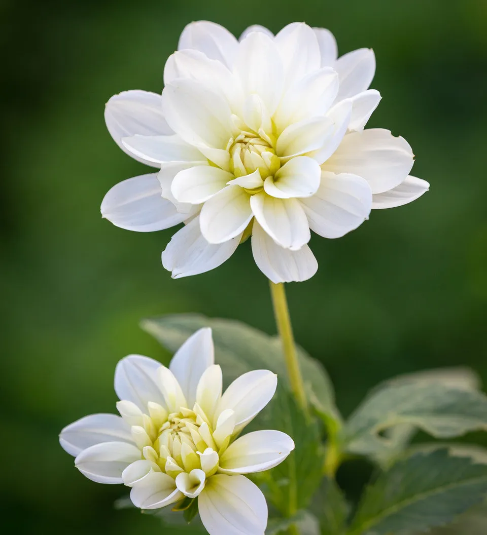 Sarah Raven Dahlia White Onesta Dahlienknolle 1 Knolle weiß