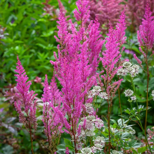 Sarah Raven Plants Astilbe Fanal Gartenpflanze 3x 9cm Topf Schatten