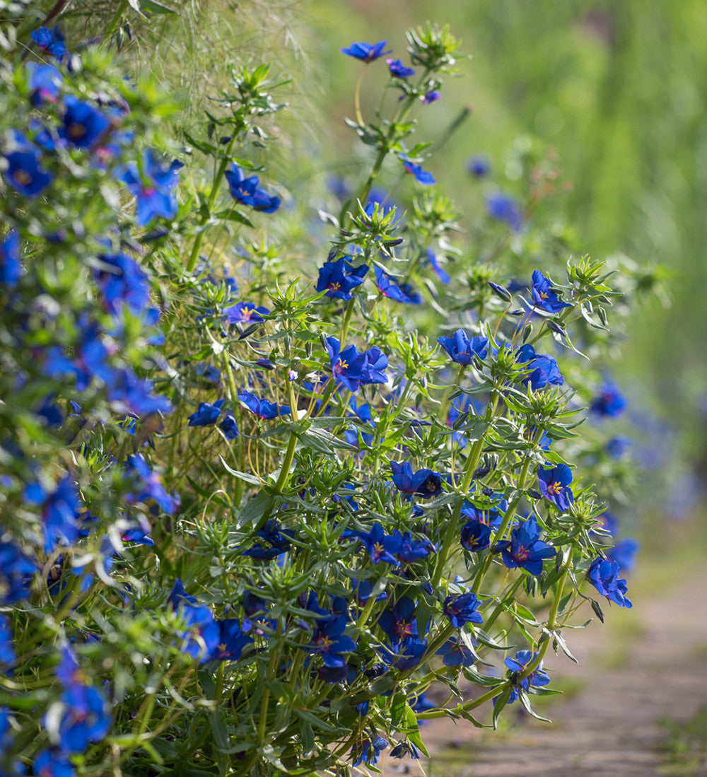 Sarah Raven Plants Anagallis Sky Lover 3x 9cm Topf blau