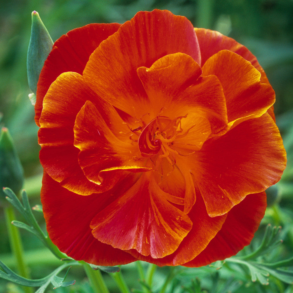 Sarah Raven Seeds Eschscholzia Fire Bush Samen 100 Stück rot-orange