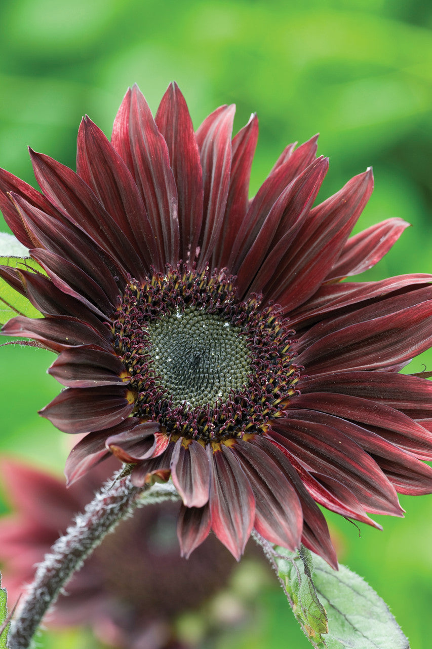 Sarah Raven Sonnenblumen Samen Kollektion 3 Tüten